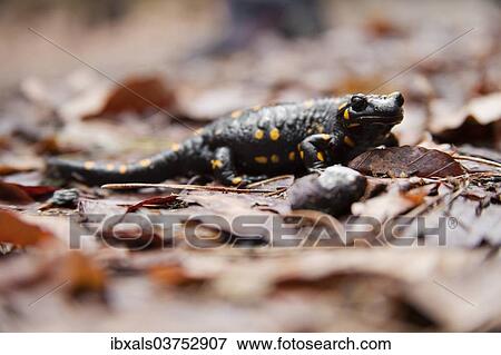 "Fire Salamander (Salamandra salamandra), Styria, Austria, Europe" View Large Photo Image Stock Photo - "Fire Salamander (Salamandra salamandra), Styria, Austria, Europe". Fotosearch
