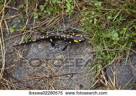 Stock Photography - "Fire salamander (Salamandra salamandra), near Lionza, Tessin, Switzerland, Europe". Fotosearch