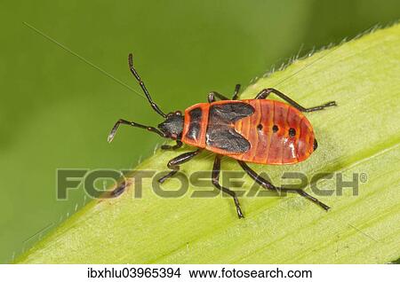 "Firebug (Pyrrhocoris apterus) in the last larval stage, Baden-Wurttemberg, Germany, Europe" View Large Photo Image Picture - "Firebug (Pyrrhocoris apterus) in the last larval stage, Baden-Wurttemberg, Germany, Europe". Fotosearch