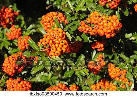 "Firethorn or Pyracantha (Pyracantha sp. ), berries growing on the shrub, ornamental plant, Thuringia, Germany, Europe" View Large Photo Image Stock Image - "Firethorn or Pyracantha (Pyracantha sp. ), berries growing on the shrub, ornamental plant, Thuringia, Germany, Europe". Fotosearch