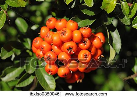 "Firethorn or Pyracantha (Pyracantha sp. ), berries growing on the shrub, ornamental plant, Thuringia, Germany, Europe" View Large Photo Image Stock Image - "Firethorn or Pyracantha (Pyracantha sp. ), berries growing on the shrub, ornamental plant, Thuringia, Germany, Europe". Fotosearch
