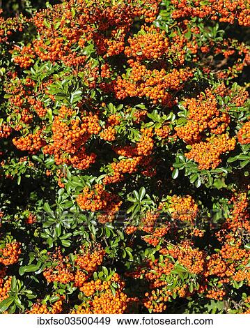 "Firethorn or Pyracantha (Pyracantha sp. ), berries growing on the shrub, ornamental plant, Thuringia, Germany, Europe" View Large Photo Image Stock Photo - "Firethorn or Pyracantha (Pyracantha sp. ), berries growing on the shrub, ornamental plant, Thuringia, Germany, Europe". Fotosearch