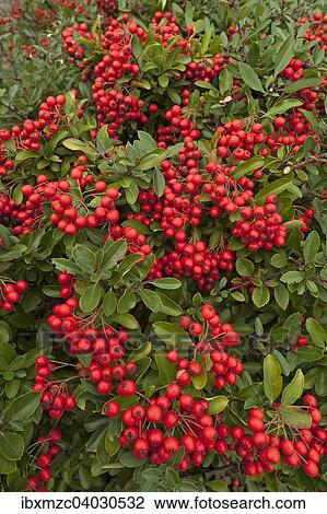 "Firethorn species (Pyracantha sp. ), Mecklenburg-Western Pomerania, Germany, Europe" View Large Photo Image Stock Image - "Firethorn species (Pyracantha sp. ), Mecklenburg-Western Pomerania, Germany, Europe". Fotosearch