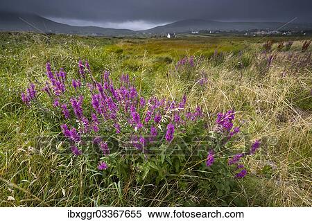 Stock Photography - "Fireweed (Epilobium) in front of Ballinskelligs, Waterville, County Kerry, Ireland, Europe". Fotosearch