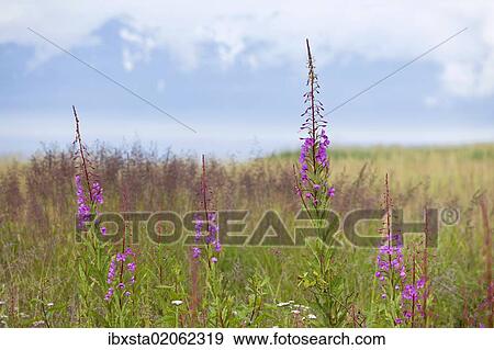 "Fireweed or Great Willow-herb (Chamerion angustifolium), national flower of Alaska, USA, North America" View Large Photo Image Stock Photo - "Fireweed or Great Willow-herb (Chamerion angustifolium), national flower of Alaska, USA, North America". Fotosearch