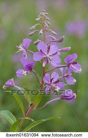 Fireweed or Rosebay Willowherb (Epilobium angustifolium) View Large Photo Image Picture - Fireweed or Rosebay Willowherb (Epilobium angustifolium). Fotosearch