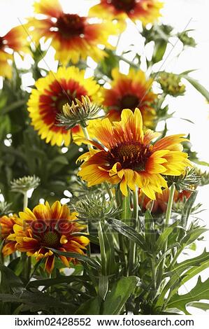 "Firewheel, Indian blanket, Indian Blanketflower or Sundance (Gaillardia pulchella)" View Large Photo Image Stock Image - "Firewheel, Indian blanket, Indian Blanketflower or Sundance (Gaillardia pulchella)". Fotosearch