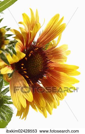 Stock Image - "Firewheel, Indian blanket, Indian Blanketflower or Sundance (Gaillardia pulchella)". Fotosearch