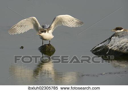 "First flight tests of a young Sandwich Tern (Sterna sandvicensis), Texel, The Netherlands, Europe" View Large Photo Image Stock Photography - "First flight tests of a young Sandwich Tern (Sterna sandvicensis), Texel, The Netherlands, Europe". Fotosearch