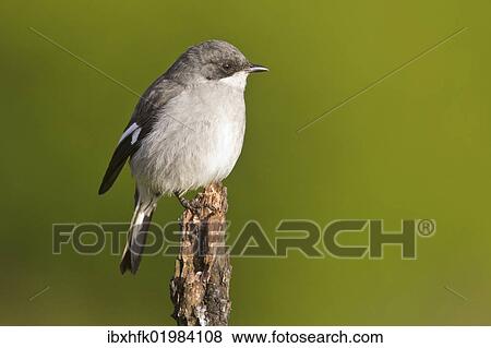 Stock Photo - "Fiscal shrike (Lanius collaris) at Addo Elephant Park, South Africa, Africa". Fotosearch