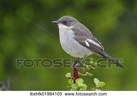 "Fiscal shrike (Lanius collaris) at Addo Elephant Park, South Africa, Africa" View Large Photo Image Stock Photography - "Fiscal shrike (Lanius collaris) at Addo Elephant Park, South Africa, Africa". Fotosearch