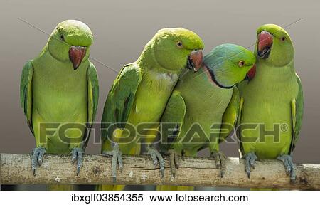 "Fischer's Lovebirds (Agapornis fischeri), Qatar, Asia" View Large Photo Image Stock Photography - "Fischer's Lovebirds (Agapornis fischeri), Qatar, Asia". Fotosearch
