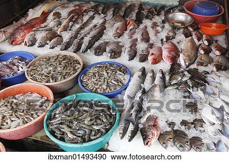 "Fish and tiger prawns, king prawns, fish market, Kochi, Fort Cochin, Kerala, South India, South Asia" View Large Photo Image Stock Image - "Fish and tiger prawns, king prawns, fish market, Kochi, Fort Cochin, Kerala, South India, South Asia". Fotosearch