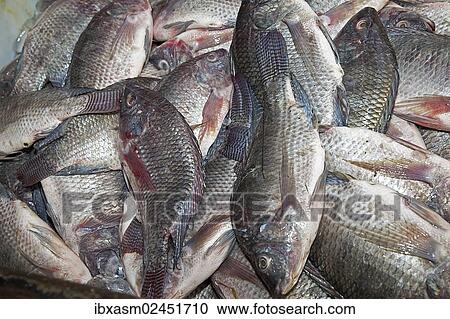 Stock Image - "Fish at a market in Chiang Mai, Chiang Mai, Northern Thailand, Thailand, Asia". Fotosearch