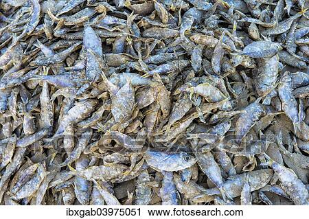 "Fish drying on the beach, Morondava, Toliara province, Madagascar, Africa" View Large Photo Image Stock Image - "Fish drying on the beach, Morondava, Toliara province, Madagascar, Africa". Fotosearch
