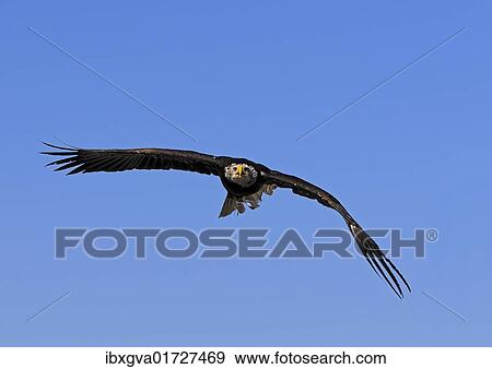 Fish Eagle (Haliaeetus vocifer) in flight View Large Photo Image Stock Photo - Fish Eagle (Haliaeetus vocifer) in flight. Fotosearch