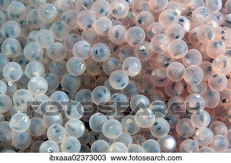 "Fish eggs, Lake Baikal, Siberia, Russian Federation, Eurasia" View Large Photo Image Stock Image - "Fish eggs, Lake Baikal, Siberia, Russian Federation, Eurasia". Fotosearch