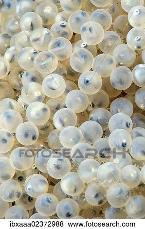 "Fish eggs, Lake Baikal, Siberia, Russian Federation, Eurasia" View Large Photo Image Stock Photo - "Fish eggs, Lake Baikal, Siberia, Russian Federation, Eurasia". Fotosearch