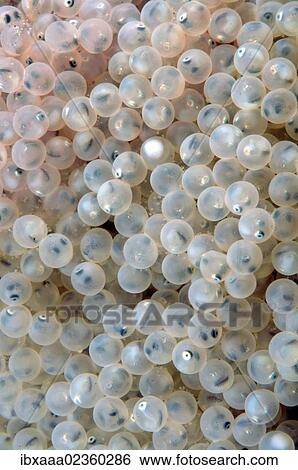 "Fish eggs, Lake Baikal, Siberia, Russian Federation, Eurasia" View Large Photo Image Stock Photograph - "Fish eggs, Lake Baikal, Siberia, Russian Federation, Eurasia". Fotosearch