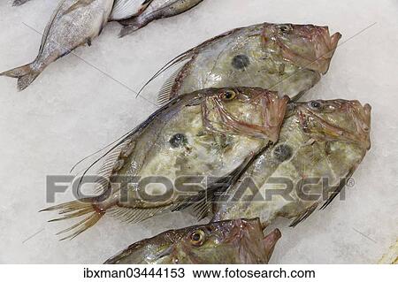 "Fish for sale in a fish market, Kusadasi, Aydin province, Aegean region, Turkey, Asia" View Large Photo Image Stock Image - "Fish for sale in a fish market, Kusadasi, Aydin province, Aegean region, Turkey, Asia". Fotosearch