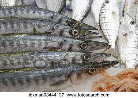 "Fish for sale in a fish market, Kusadasi, Aydin province, Aegean region, Turkey, Asia" View Large Photo Image Stock Photo - "Fish for sale in a fish market, Kusadasi, Aydin province, Aegean region, Turkey, Asia". Fotosearch