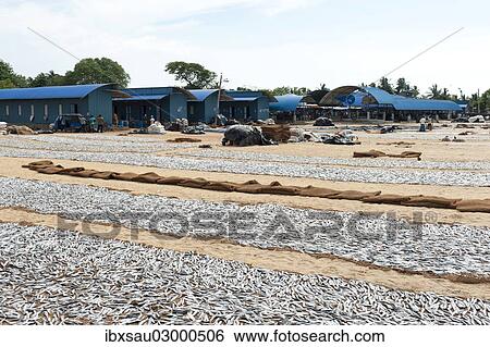 "Fish is spread out to dry on the beach, fish market, Negombo, Sri Lanka, Asia" View Large Photo Image Stock Photograph - "Fish is spread out to dry on the beach, fish market, Negombo, Sri Lanka, Asia". Fotosearch