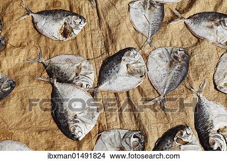 "Fish laid out to dry, Alleppey, Backwaters, Kerala, India, South Asia, Asia" View Large Photo Image Picture - "Fish laid out to dry, Alleppey, Backwaters, Kerala, India, South Asia, Asia". Fotosearch