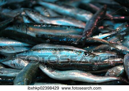 "Fish on a market, French Riviera, France, Europe" View Large Photo Image Stock Photo - "Fish on a market, French Riviera, France, Europe". Fotosearch