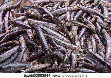 Fish on display for sale View Large Photo Image Picture - Fish on display for sale. Fotosearch