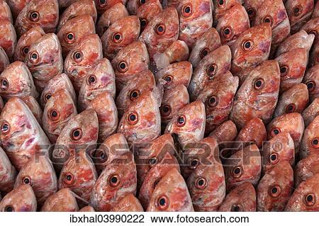 "Fish on display in the market hall in Houmt Souk, Djerba, Tunisia, Africa" View Large Photo Image Stock Image - "Fish on display in the market hall in Houmt Souk, Djerba, Tunisia, Africa". Fotosearch