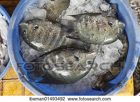 "Fish on ice, Fish Market, Kochi, Fort Cochin, Kerala, South India, South Asia" View Large Photo Image Stock Image - "Fish on ice, Fish Market, Kochi, Fort Cochin, Kerala, South India, South Asia". Fotosearch