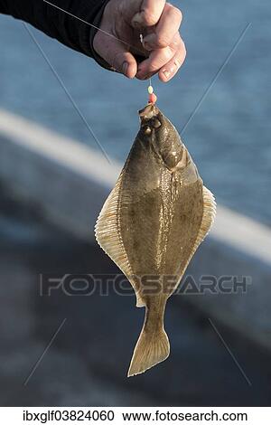 "Fisherman holding a hooked flounder or plaice on a fishing line, Hamburg, Germany, Europe" View Large Photo Image Stock Image - "Fisherman holding a hooked flounder or plaice on a fishing line, Hamburg, Germany, Europe". Fotosearch