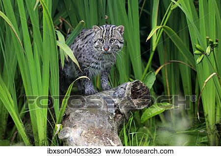 Stock Image - "Fishing Cat (Prionailurus viverrinus), adult, wet fur, native to Asia, captive, England, United Kingdom, Europe". Fotosearch