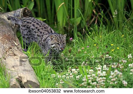 "Fishing Cat (Prionailurus viverrinus), adult, stalking, native to Asia, captive, England, United Kingdom, Europe" View Large Photo Image Stock Image - "Fishing Cat (Prionailurus viverrinus), adult, stalking, native to Asia, captive, England, United Kingdom, Europe". Fotosearch