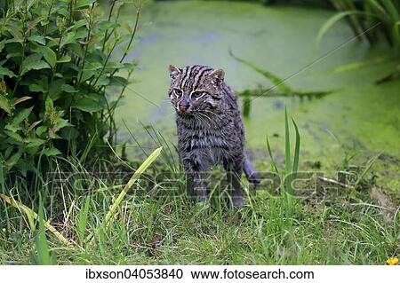 "Fishing Cat (Prionailurus viverrinus), adult, wet fur, native to Asia, captive, England, United Kingdom, Europe" View Large Photo Image Stock Image - "Fishing Cat (Prionailurus viverrinus), adult, wet fur, native to Asia, captive, England, United Kingdom, Europe". Fotosearch