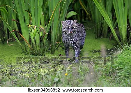 "Fishing Cat (Prionailurus viverrinus), adult, at the water, hunting, native to Asia, captive, England, United Kingdom, Europe" View Large Photo Image Stock Image - "Fishing Cat (Prionailurus viverrinus), adult, at the water, hunting, native to Asia, captive, England, United Kingdom, Europe". Fotosearch