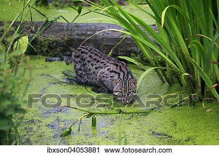 "Fishing Cat (Prionailurus viverrinus), adult, at the water, hunting, native to Asia, captive, England, United Kingdom, Europe" View Large Photo Image Stock Image - "Fishing Cat (Prionailurus viverrinus), adult, at the water, hunting, native to Asia, captive, England, United Kingdom, Europe". Fotosearch