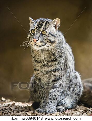 "Fishing Cat (Prionailurus viverrinus), native to South Asia" View Large Photo Image Stock Photo - "Fishing Cat (Prionailurus viverrinus), native to South Asia". Fotosearch