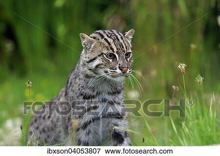 "Fishing Cat (Prionailurus viverrinus), adult, native to Asia, captive, England, United Kingdom, Europe" View Large Photo Image Stock Photo - "Fishing Cat (Prionailurus viverrinus), adult, native to Asia, captive, England, United Kingdom, Europe". Fotosearch