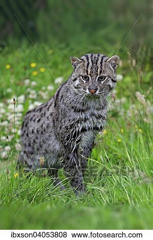 "Fishing Cat (Prionailurus viverrinus), adult, wet fur, native to Asia, captive, England, United Kingdom, Europe" View Large Photo Image Stock Photo - "Fishing Cat (Prionailurus viverrinus), adult, wet fur, native to Asia, captive, England, United Kingdom, Europe". Fotosearch
