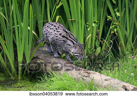 "Fishing Cat (Prionailurus viverrinus), adult, stalking, native to Asia, captive, England, United Kingdom, Europe" View Large Photo Image Stock Photo - "Fishing Cat (Prionailurus viverrinus), adult, stalking, native to Asia, captive, England, United Kingdom, Europe". Fotosearch