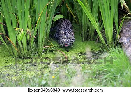 "Fishing Cat (Prionailurus viverrinus), adult, at the water, hunting, native to Asia, captive, England, United Kingdom, Europe" View Large Photo Image Stock Photo - "Fishing Cat (Prionailurus viverrinus), adult, at the water, hunting, native to Asia, captive, England, United Kingdom, Europe". Fotosearch