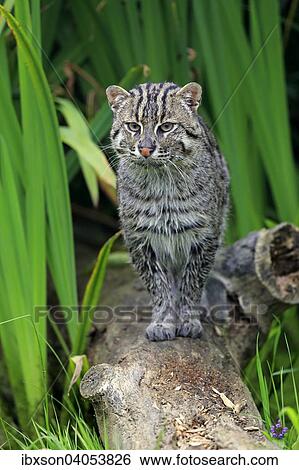 "Fishing Cat (Prionailurus viverrinus), adult, wet fur, native to Asia, captive, England, United Kingdom, Europe" View Large Photo Image Stock Photograph - "Fishing Cat (Prionailurus viverrinus), adult, wet fur, native to Asia, captive, England, United Kingdom, Europe". Fotosearch