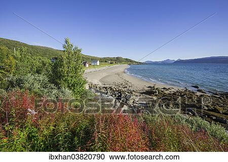 "Fishing huts in Gamvika cove, Senja Island, Troms, Norway, Europe" View Large Photo Image Stock Image - "Fishing huts in Gamvika cove, Senja Island, Troms, Norway, Europe". Fotosearch