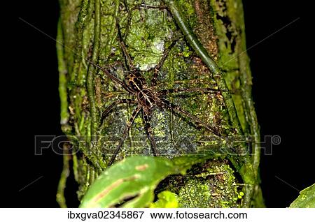 "Fishing spider (Dolomedes sp. ), Tiputini rainforest, Yasuni National Park, Ecuador, South America" View Large Photo Image Stock Photo - "Fishing spider (Dolomedes sp. ), Tiputini rainforest, Yasuni National Park, Ecuador, South America". Fotosearch