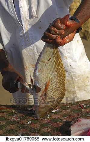 "Fishmonger cleaning a freshly caught fish, Sultanate of Oman, Middle East" View Large Photo Image Stock Photography - "Fishmonger cleaning a freshly caught fish, Sultanate of Oman, Middle East". Fotosearch
