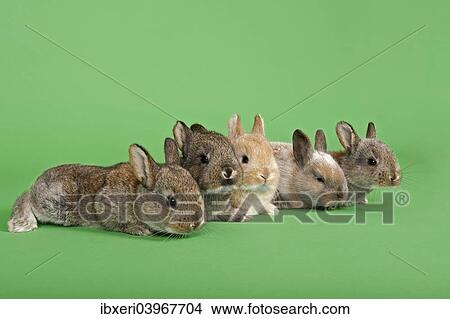Five Domestic Rabbits (Oryctolagus cuniculus forma domestica) View Large Photo Image Picture - Five Domestic Rabbits (Oryctolagus cuniculus forma domestica). Fotosearch