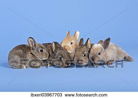 Five Domestic Rabbits (Oryctolagus cuniculus forma domestica) View Large Photo Image Stock Image - Five Domestic Rabbits (Oryctolagus cuniculus forma domestica). Fotosearch