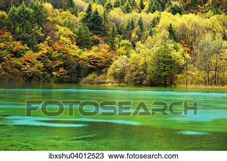 "Five Flower Lake in autumnal environment, Jiuzhaigou National Park, UNESCO World Heritage Site, Sichuan Province, China, Asia" View Large Photo Image Stock Image - "Five Flower Lake in autumnal environment, Jiuzhaigou National Park, UNESCO World Heritage Site, Sichuan Province, China, Asia". Fotosearch