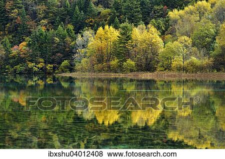 Stock Photo - "Five Flower Lake in autumnal environment, Jiuzhaigou National Park, UNESCO World Heritage Site, Sichuan Province, China, Asia". Fotosearch